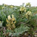 astragalus-oncoforte-cancer