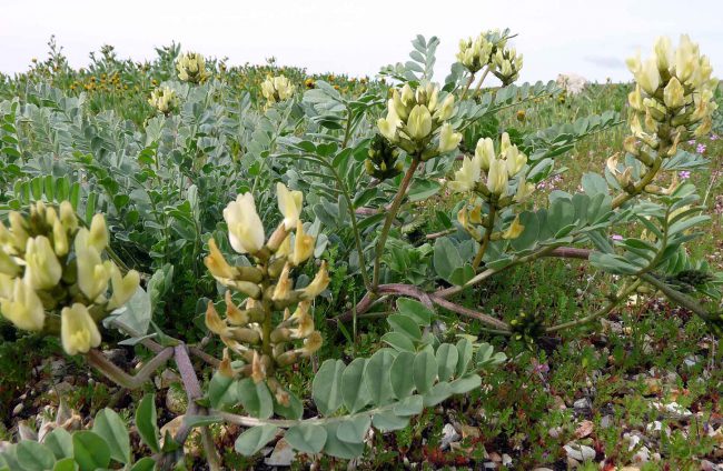 astragalus-oncoforte-cancer