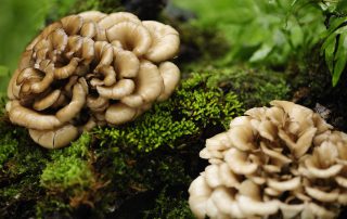 maitake - oncoforte - cancer