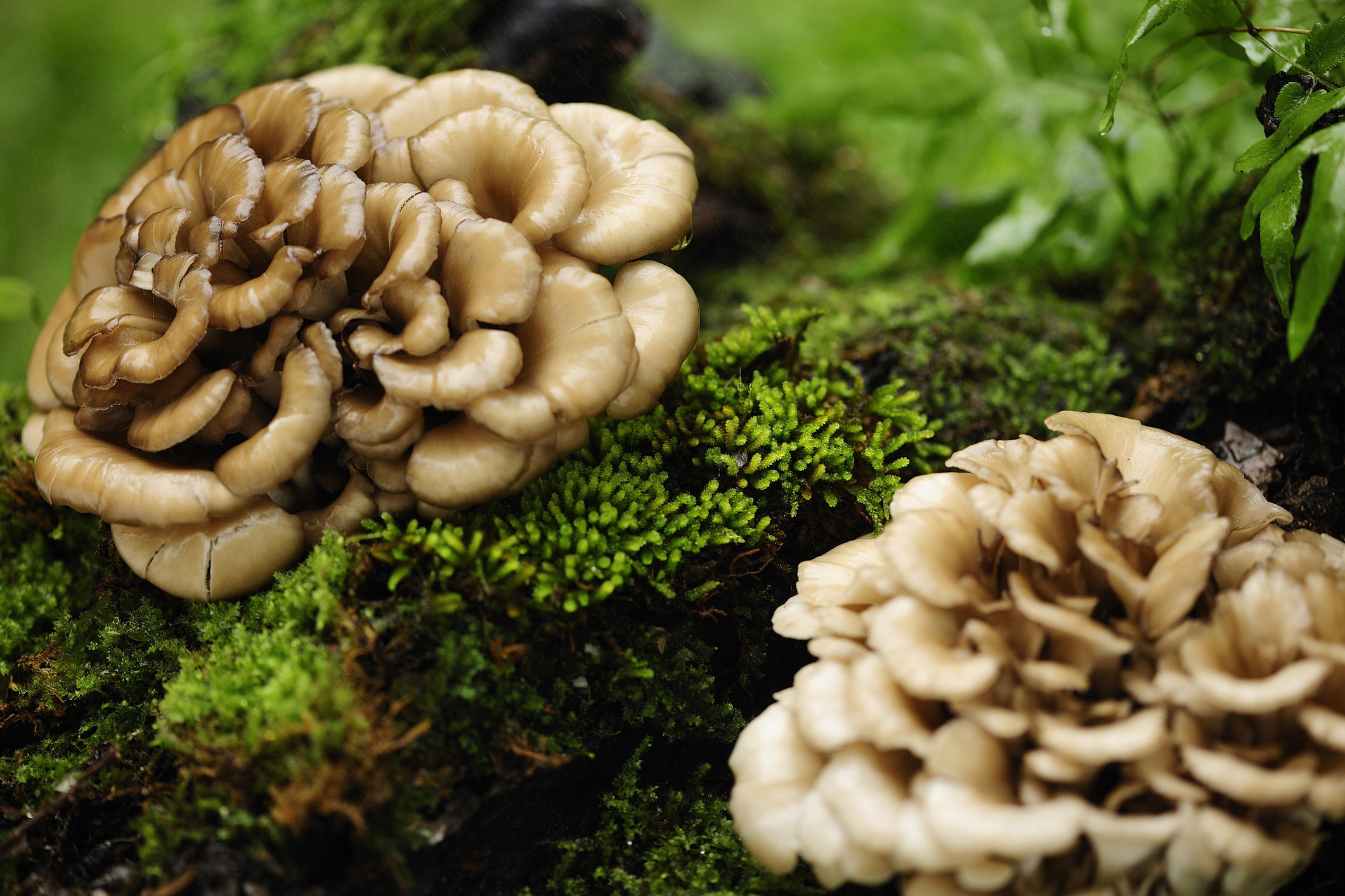 maitake - oncoforte - cancer