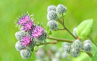 Brusture-Oncoforte-cancer