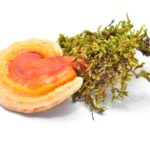 Reishi anticancer Oncoforte