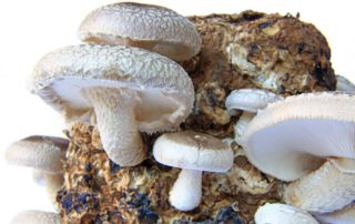 Shiitake-Onccoforte-cancer