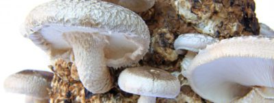 Shiitake-Onccoforte-cancer