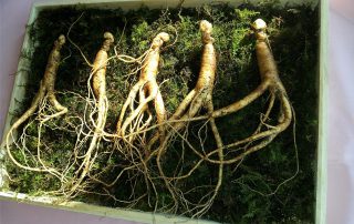 Oncoforte-ginseng-cancer