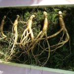 Oncoforte-ginseng-cancer