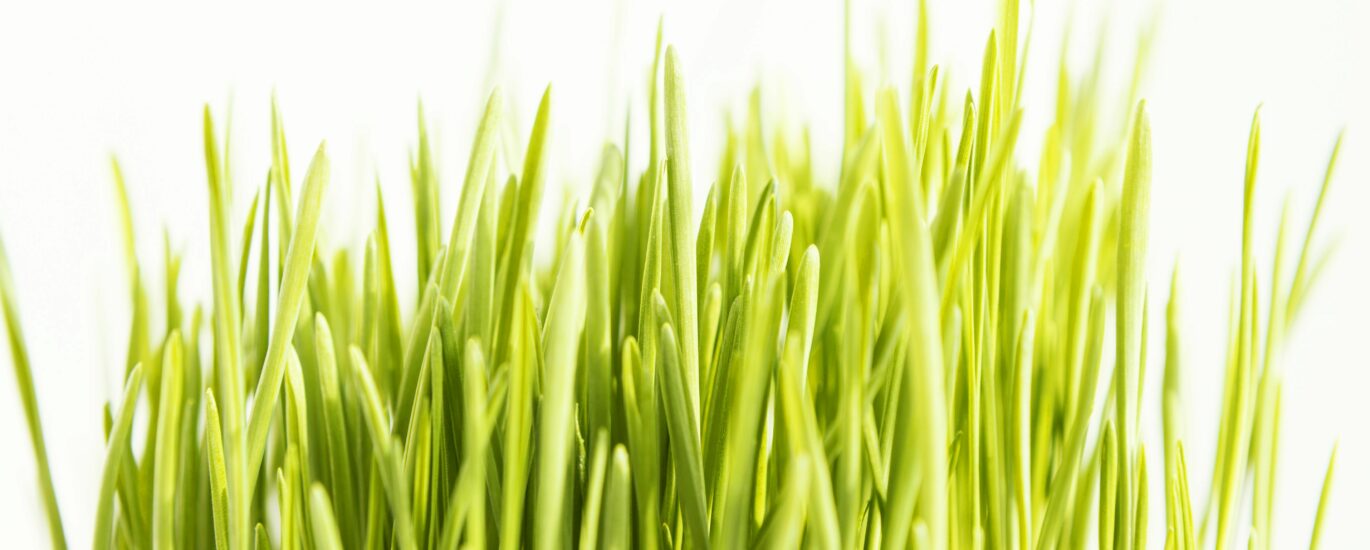 Orzul verde in cancer si diabet