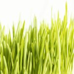 Orzul verde in cancer si diabet