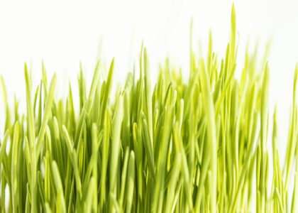 Orzul verde in cancer si diabet