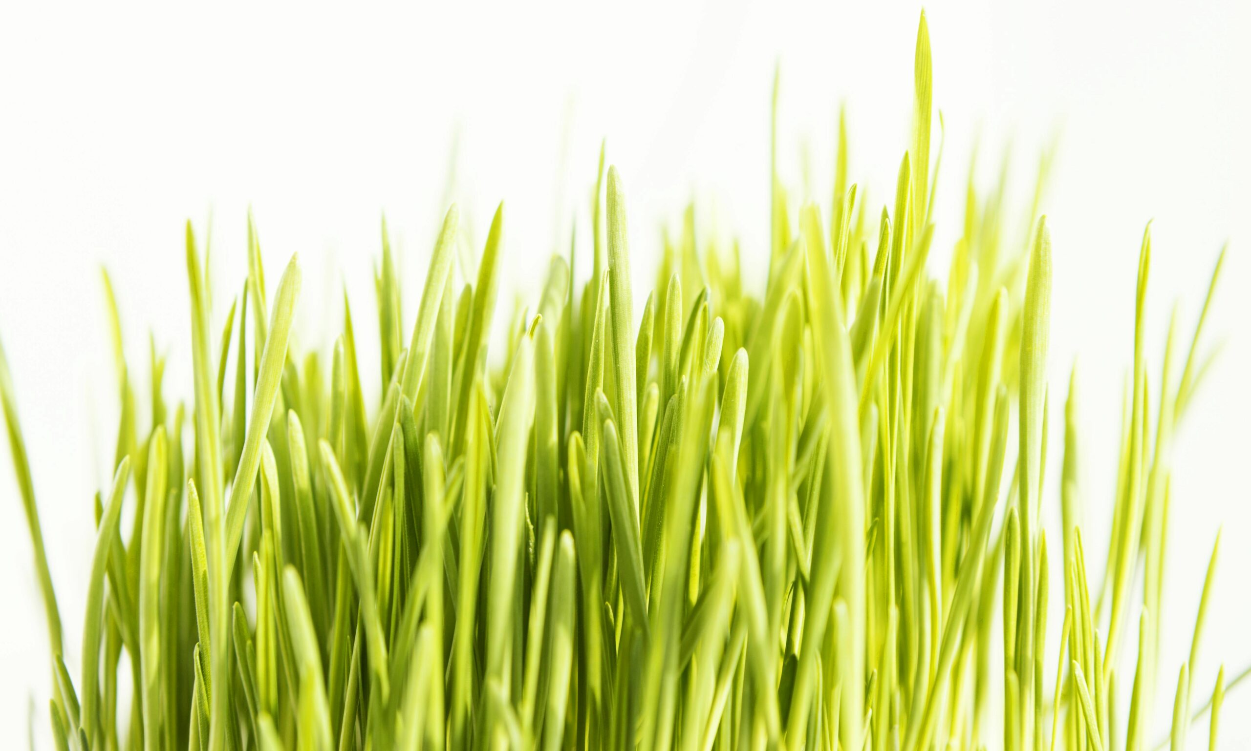 Orzul verde in cancer si diabet