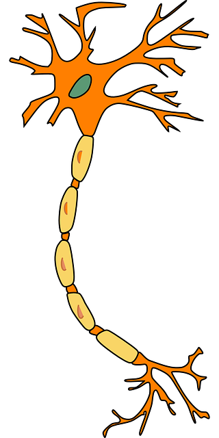 Oncoforte-Regenerarea neuronilor