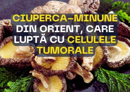 Ciuperca minune din Orient care lupta cu celulele maligne
