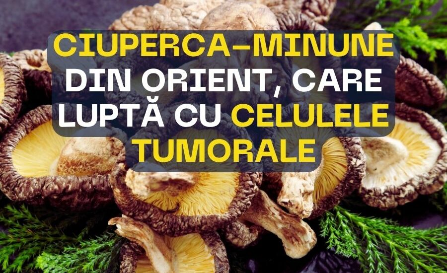 Ciuperca minune din Orient care lupta cu celulele maligne