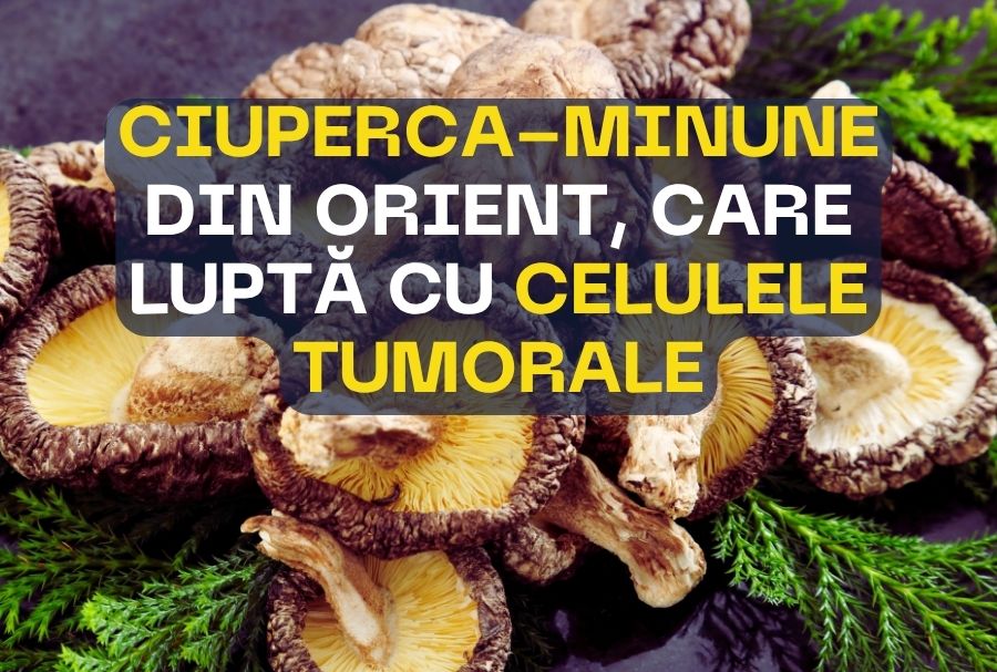 Ciuperca minune din Orient care lupta cu celulele maligne