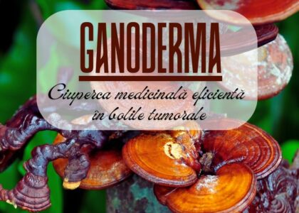 Ganoderma - ciuperca medicinală eficientă în bolile tumorale