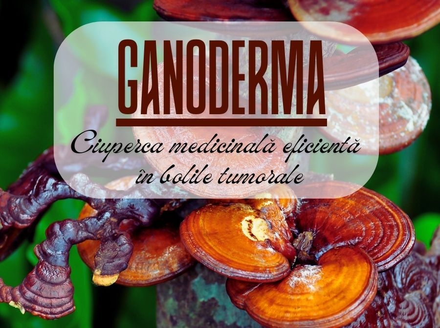 Ganoderma - ciuperca medicinală eficientă în bolile tumorale