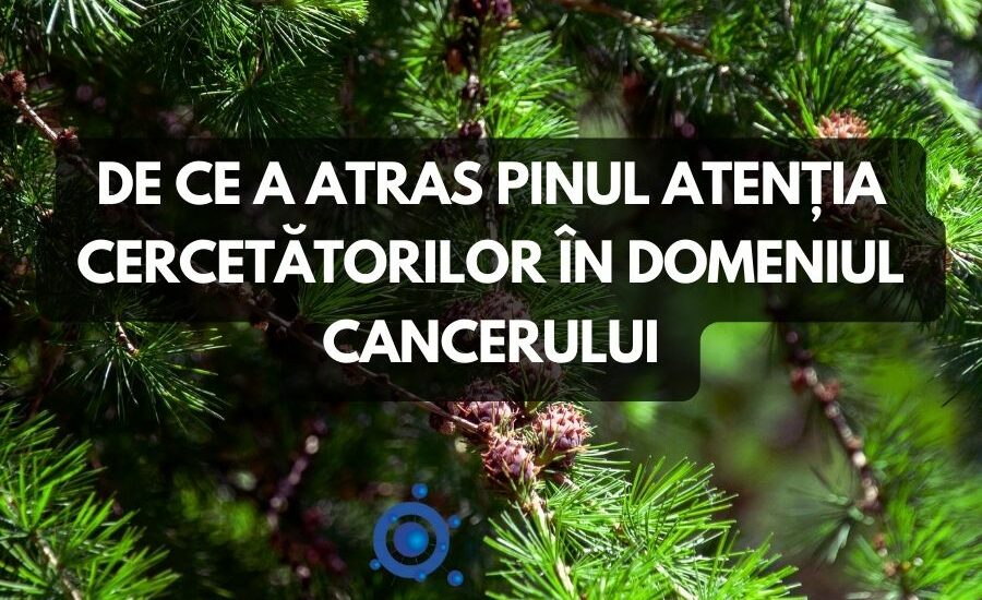 Pinul si cancerul