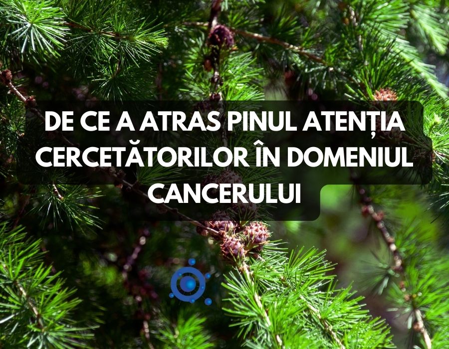 Pinul si cancerul