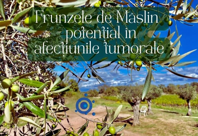 Frunzele de maslin - potential in afectiunile tumorale