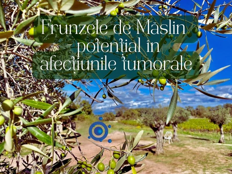 Frunzele de maslin - potential in afectiunile tumorale