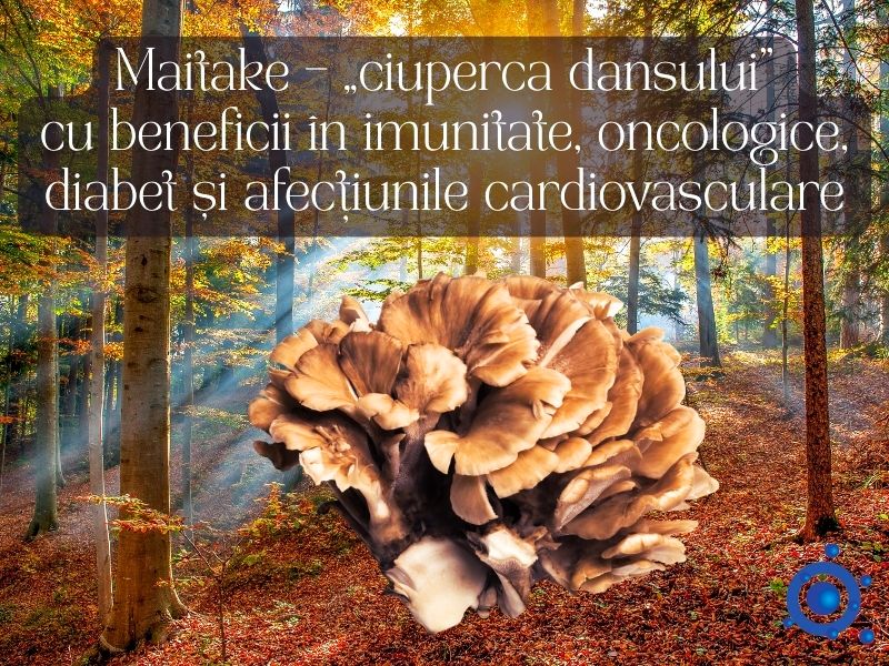 Maitake - ciuperca dansului cu beneficii in oncologie