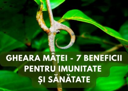 Gheara Matei - 7 beneficii pentru imunitate si sanatate