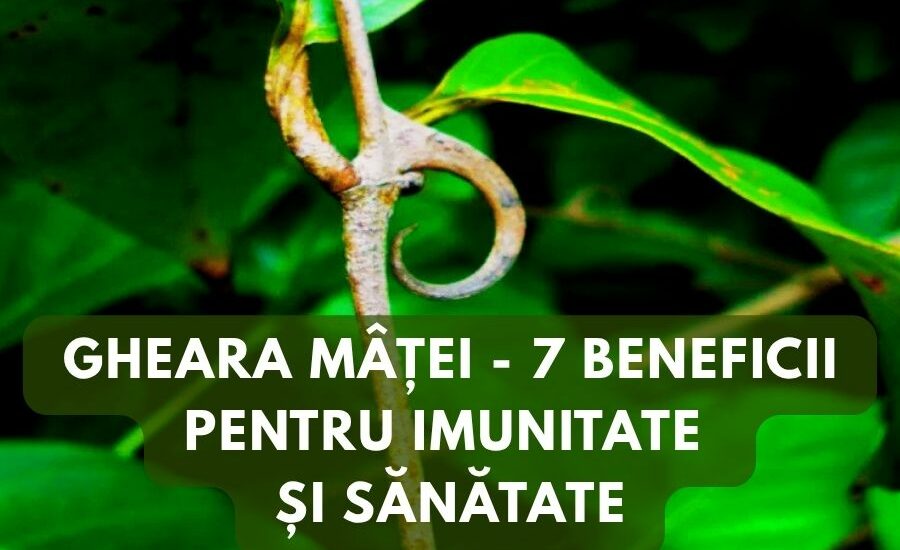 Gheara Matei - 7 beneficii pentru imunitate si sanatate