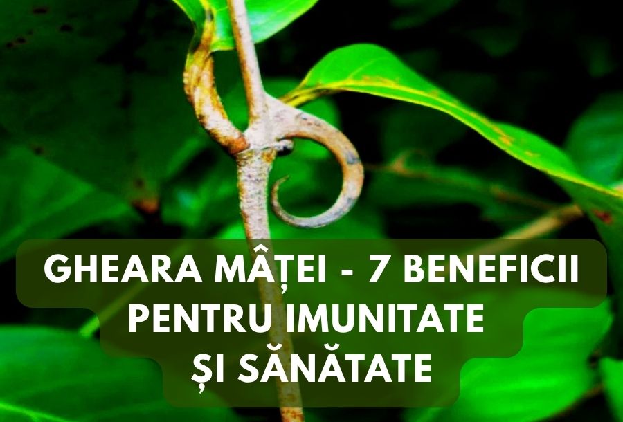 Gheara Matei - 7 beneficii pentru imunitate si sanatate