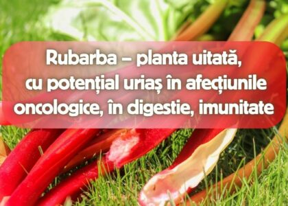 Rubarba - planta uitata cu potential urias in afectiunile oncologice