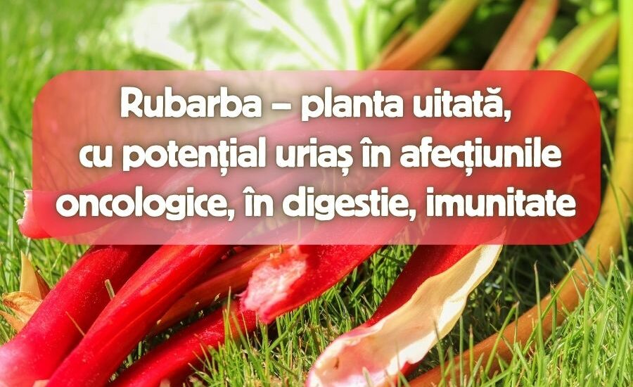 Rubarba - planta uitata cu potential urias in afectiunile oncologice