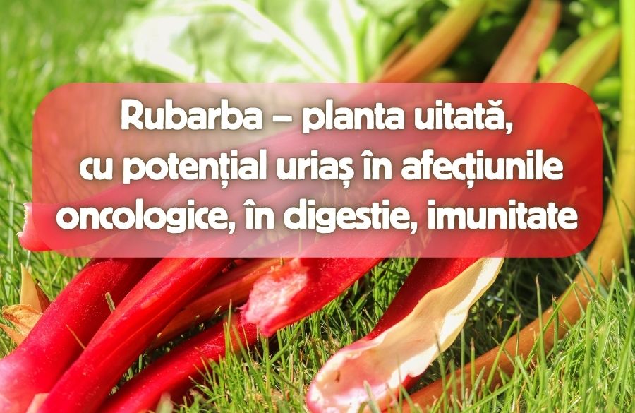 Rubarba - planta uitata cu potential urias in afectiunile oncologice